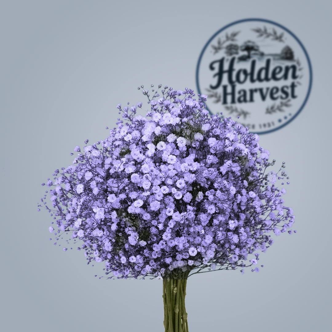 Baby's Breath-lilac
